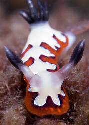 Chromodoris fidelis coming for me. by Debi Henshaw 